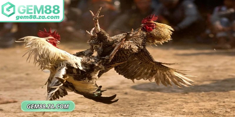 Gà Peru là loại gà nhỏ hơn nhưng cực kỳ nhanh nhẹn